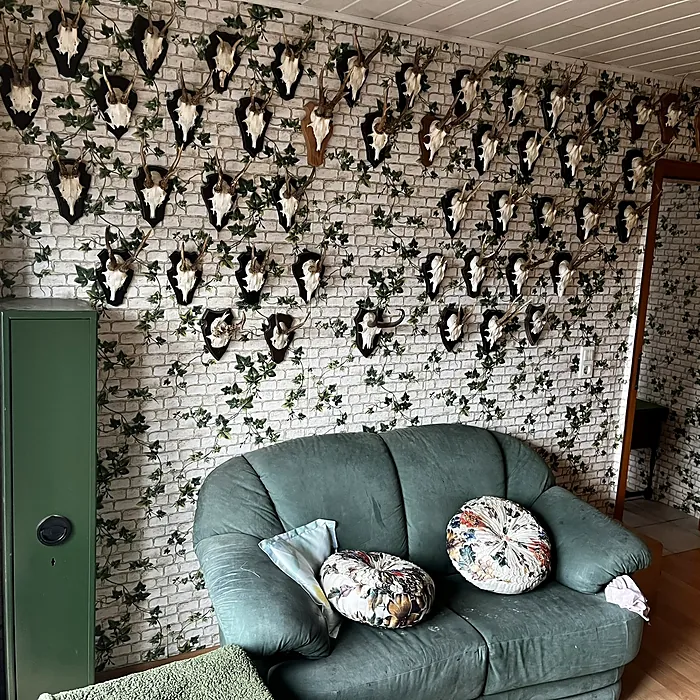 Wand voller Geweihe über einem Sofa